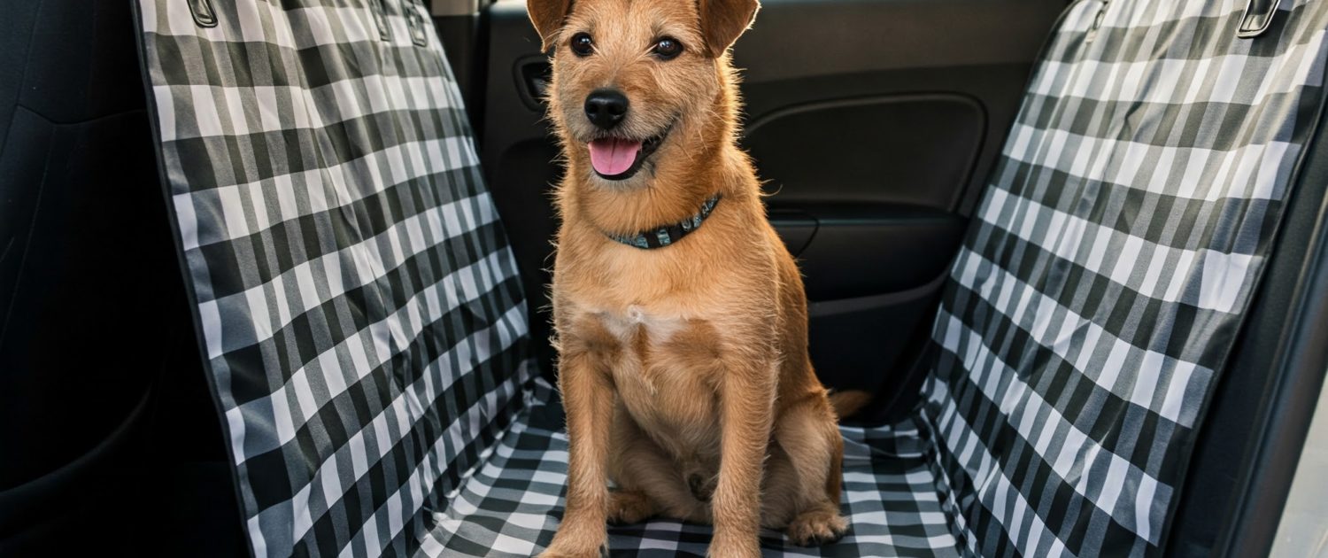 Cómo proteger la tapicería de tu coche al viajar con mascotas